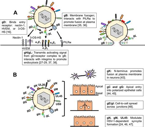 hsv1 virus transcription